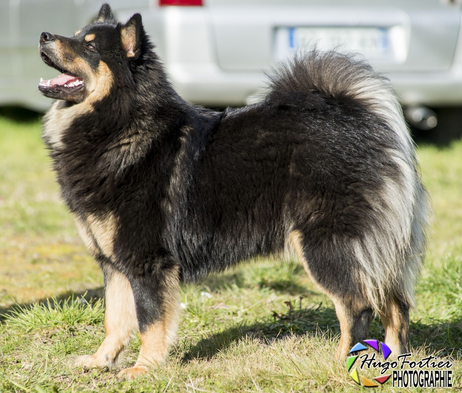 Les couleurs de l'eurasier | Club Français de l'Eurasier